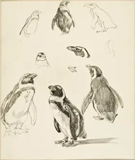 Humboldt Penguins - A series of studies