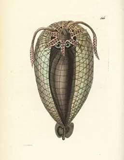 Humboldt squid, Dosidicus gigas