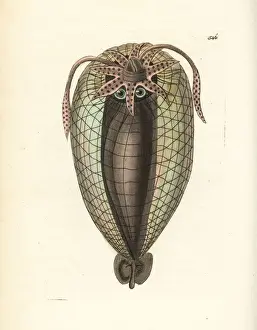 Polydore Prints: Humboldt squid, Dosidicus gigas