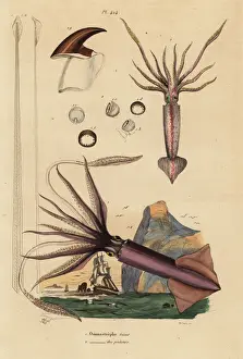 Naturelle Prints: Humboldt squid and European flying squid