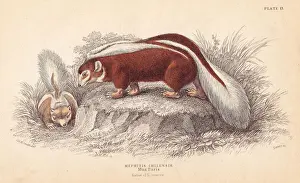 Naturalists Prints: Humboldts hog-nosed skunk, Conepatus humboldtii