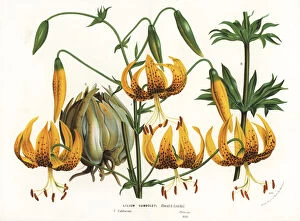 Lily Gallery: Humboldts lily, Lilium humboldtii