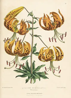 Reeve Prints: Humboldt's lily, Lilium humboldtii