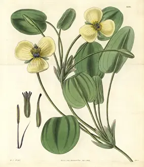 Humboldt Prints: Humboldts limnocharis or water poppy, Limnocharis