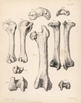 Melville Gallery: Humerus and femur of the extinct Rodrigues
