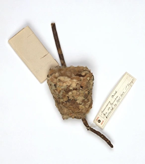 Apodiformes Gallery: Humming bird nest