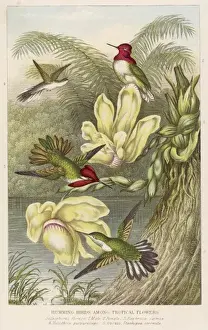 Humming Prints: Humming Birds - 2