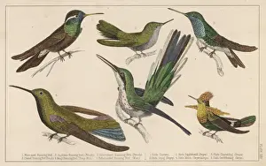 Kinds Prints: Humming Birds - 3
