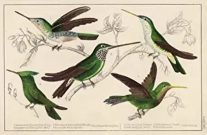 Kinds Prints: Humming Birds - 4