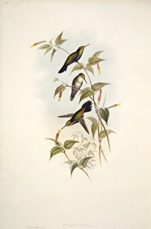 Apodiformes Gallery: Hummingbird