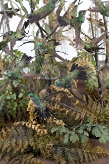 Apodiformes Gallery: Hummingbird display case