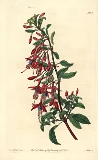 Hummingbird fuchsia, Fuchsia magellanica