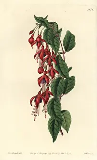 Hummingbird fuchsia, Fuchsia magellanica