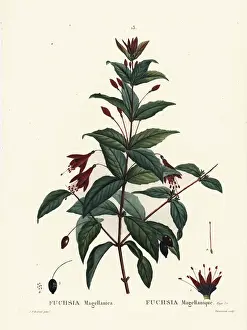 Hummingbird fuchsia, Fuchsia magellanica