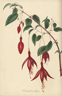 Magazine Of Botany Prints: Hummingbird fuchsia, Fuchsia magellanica
