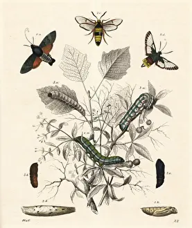 Hummingbird hawk-moth, broad-bordered bee