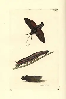 Hummingbird Prints: Hummingbird hawk-moth, Macroglossum stellatarum