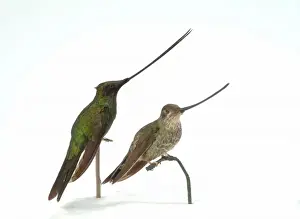 Hummingbird specimen