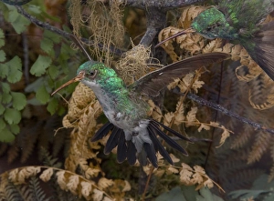 Apodiformes Gallery: Hummingbird specimen