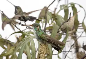 Hummingbird specimen