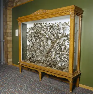 Hummingbirds in a cabinet