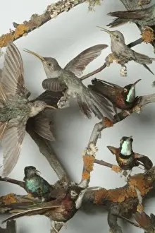 Hummingbirds in a cabinet