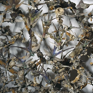 Apodiformes Gallery: Hummingbirds in a cabinet