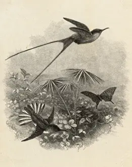 Whymper Prints: Hummingbirds by Charles Whymper