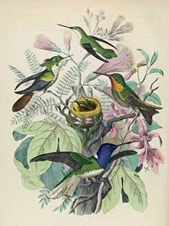 1850s Collection: Four hummingbirds with chicks in a nest