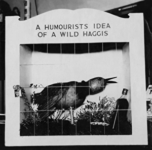 Images Dated 3rd May 2011: Humorous Haggis