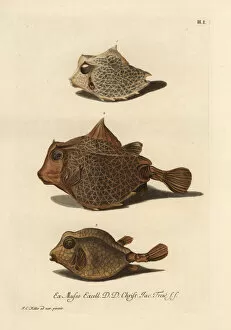 Naturae Collection: Humpback turretfish 1, 2, and smooth trunkfish 3