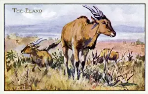 Eland