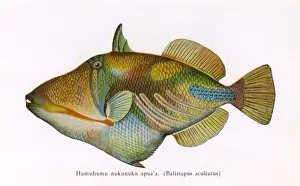 Aculeatus Prints: Humuhumu nukunuku apua a, Fishes of Hawaii
