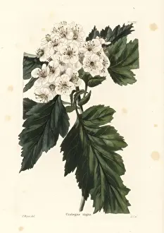 Crataegus Prints: Hungarian hawthorn, Crataegus nigra