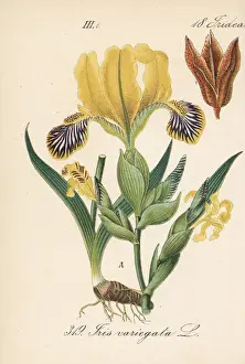 Hungarian iris, Iris variegata