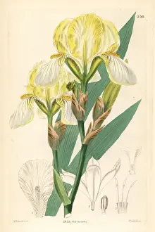 Hungarian iris, Iris variegata