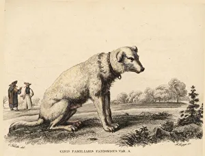 Hungarian Kuvasz sheepdog, Canis lupus familiaris Hungarian Kuvasz sheepdog, Canis lupus familiaris