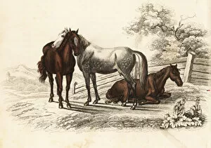 Hungarian warmblood horse, Equus caballus
