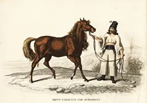 Hungarian warmblood horse, Equus caballus
