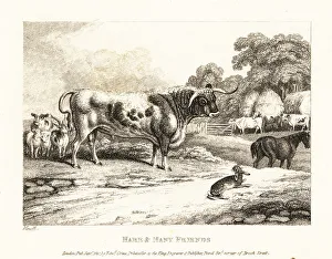 A hunted hare is betrayed by farmyard animals