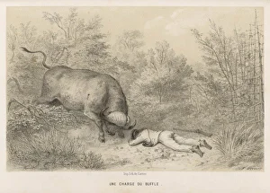Eyeball to eyeball with a buffalo - Adulphe Delegorgue, travelling in South Africa, has a close encounter with a buffalo but lives (somewhat scarred) to write his memoirs Hunter and Buffalo