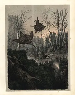 Hunter with rifle shooting game birds at night