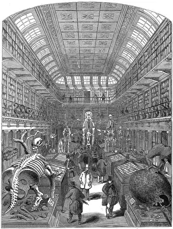 Bought Prints: Hunterian Museum Royal College Surgeons Iln Import