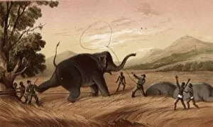 Hunters attempting to trap an elephant, Sri Lanka