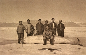 Hunters and captured narwhal - North Canada Hunters and captured narwhal - North Canada