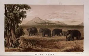 Meadow Prints: Hunters stalking herd of elephants, Sri Lanka