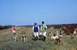Exmoor Collection: Hunting with beagles, Brayford, North Devon