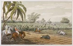 Canes Prints: Hunting Boar 1807