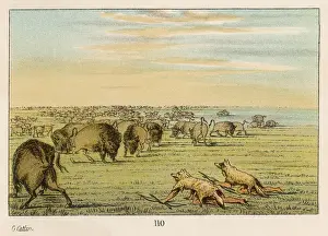 HUNTING / BUFFALO