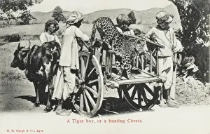 Tame Prints: A Hunting Cheetah - India